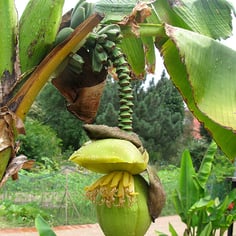 Basjoo Banana Tree 4