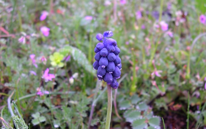 Grape hyacinth