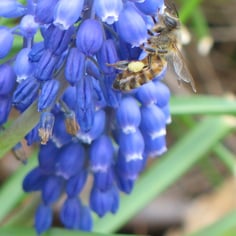 Grape hyacinth 2