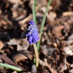 Grape hyacinth 3