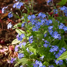 Forget-me-not 3