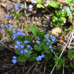 Forget-me-not 4