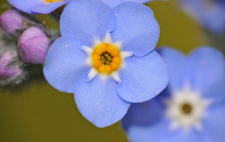 Forget-me-not