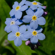 Forget-me-not 2