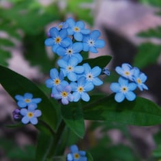 Forget-me-not 3