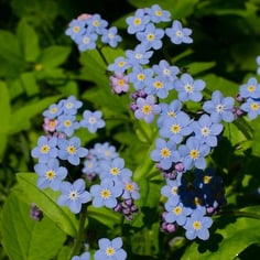 Forget-me-not 4