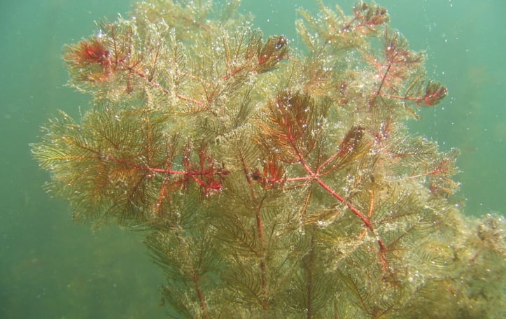 Eurasian watermilfoil