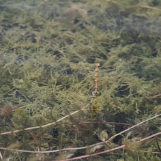 Eurasian watermilfoil 3