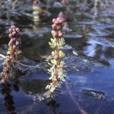 Eurasian watermilfoil 2