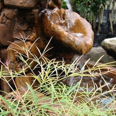 San Gabriel Nandina 2