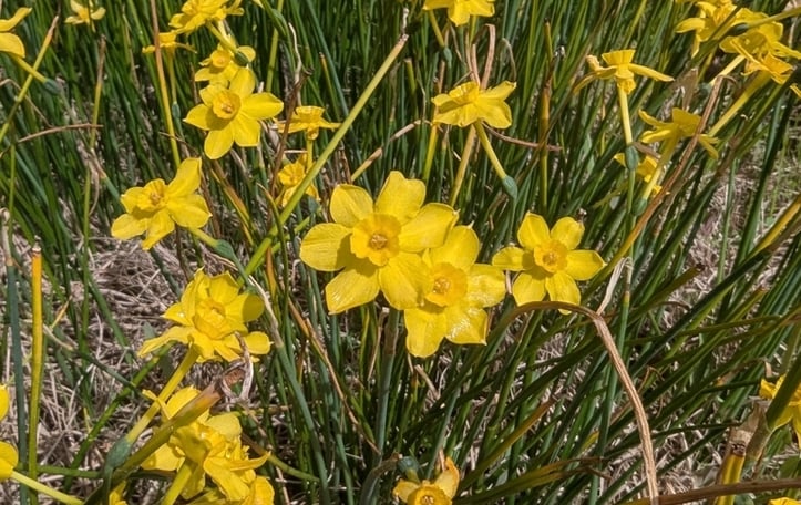 Daffodil