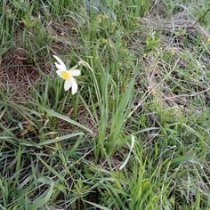 Narcissus Recurvus 4