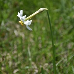Narcissus Recurvus 3