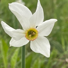 Narcissus Recurvus 2