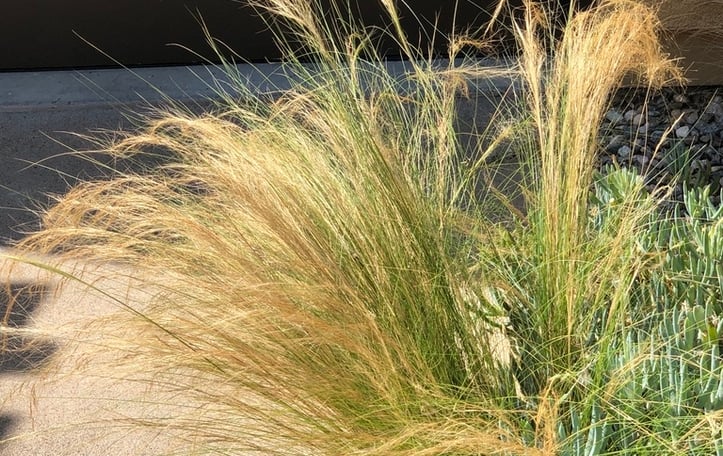Argentine Needle-Grass