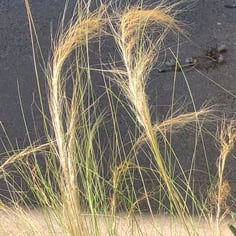 Argentine Needle-Grass 2