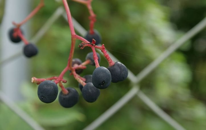 Large-leaved parthenocissus