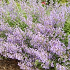 Blue Catmint 2