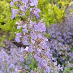 Blue Catmint 3