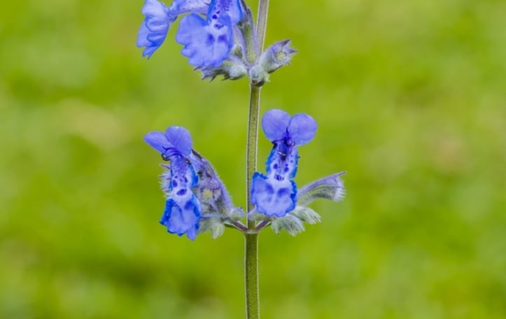 Blue Catmint