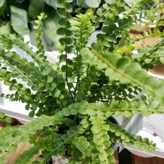 Dwarf Whitman Fern 3