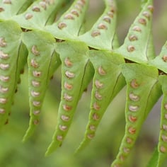 Dwarf Whitman Fern 2