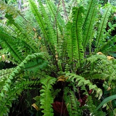 Bostonfern 3