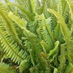 Bostonfern 4