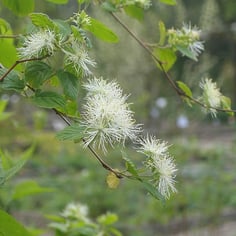 Alabama Snow Wreath 3
