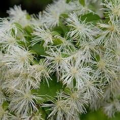 Alabama Snow Wreath 2