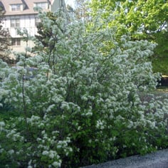 Alabama Snow Wreath 4