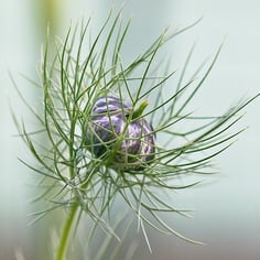 Love in a Mist 4
