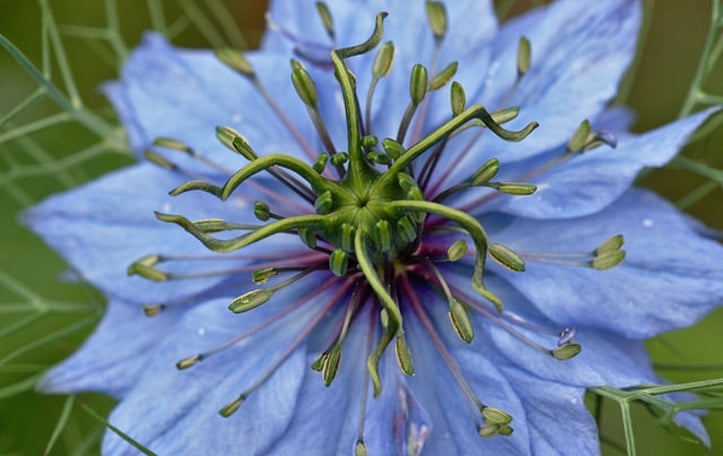 Love in a Mist