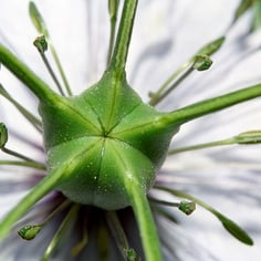 Love in a Mist 2