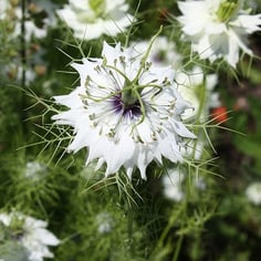 Love in a Mist 3