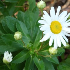 Montauk Daisy 2