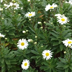 Montauk Daisy 3