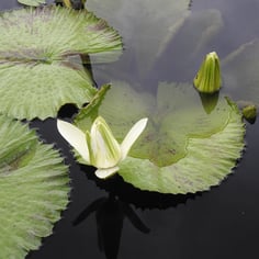 Waterlily 2