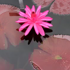 Waterlily 3