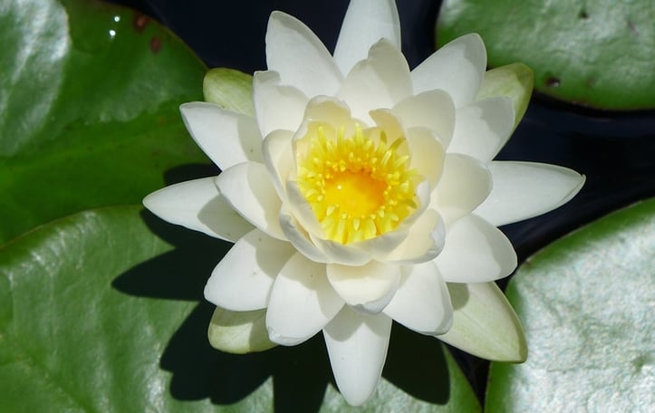 Waterlily