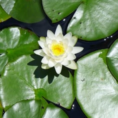 Waterlily 2