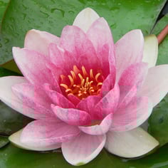 Waterlily 3