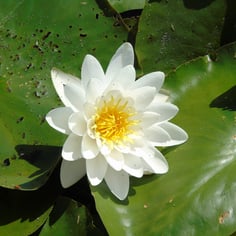Waterlily 4