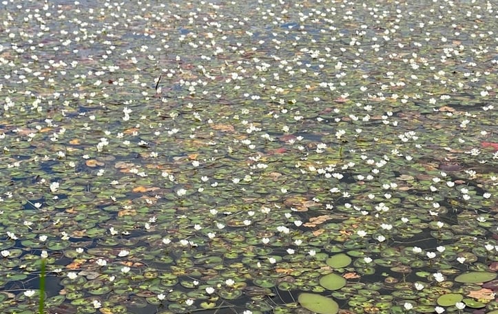 Little Floatingheart