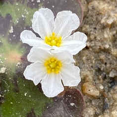 Little Floatingheart 2