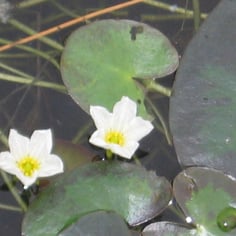 Little Floatingheart 3