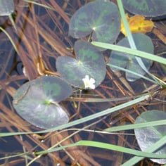 Little Floatingheart 4
