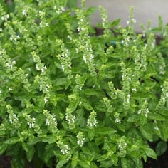 Basil 3