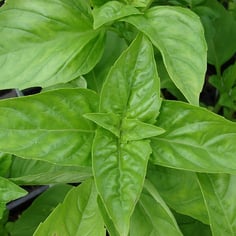 Basil 4