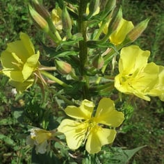 Evening Primrose 4